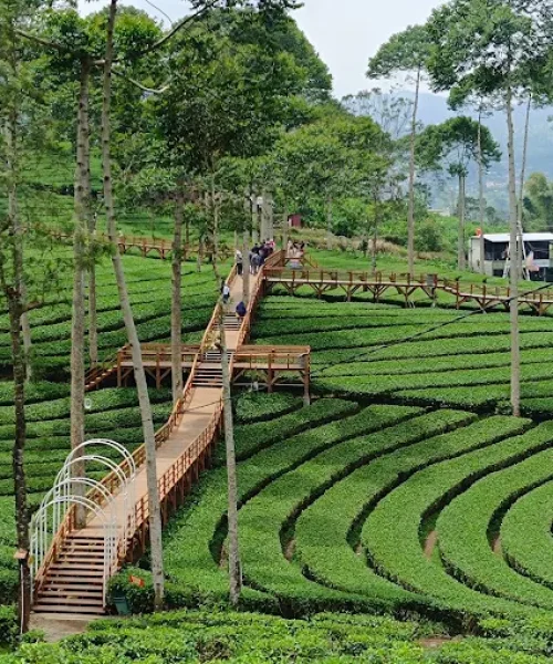 kebun teh